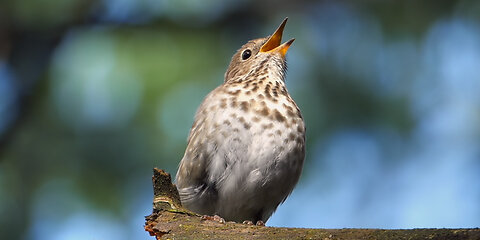 Was It Designed? The Sound of Songbirds