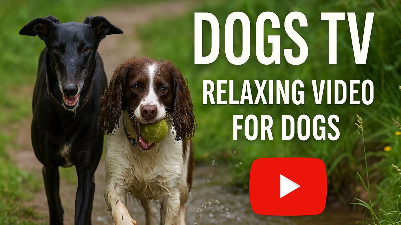 Dog TV For Anxious Pups | Greyhound & Springer Spaniel Woodland Frolic | Ball Chasing & Tail Wagging