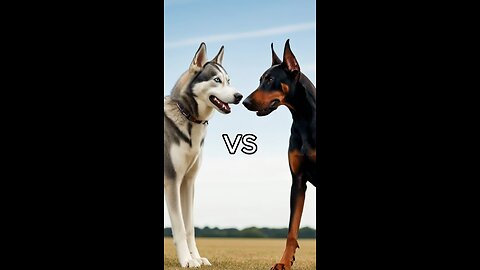 Rottweiler Puppy vs Pitbull puppy ( German Shepherd, Husky, Doberman, labrador retriever, Pointer).