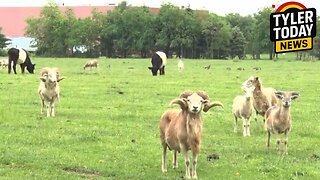 Local government attempts to steal 175yo family farm using eminent domain