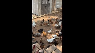 feeding the chickens and ducks