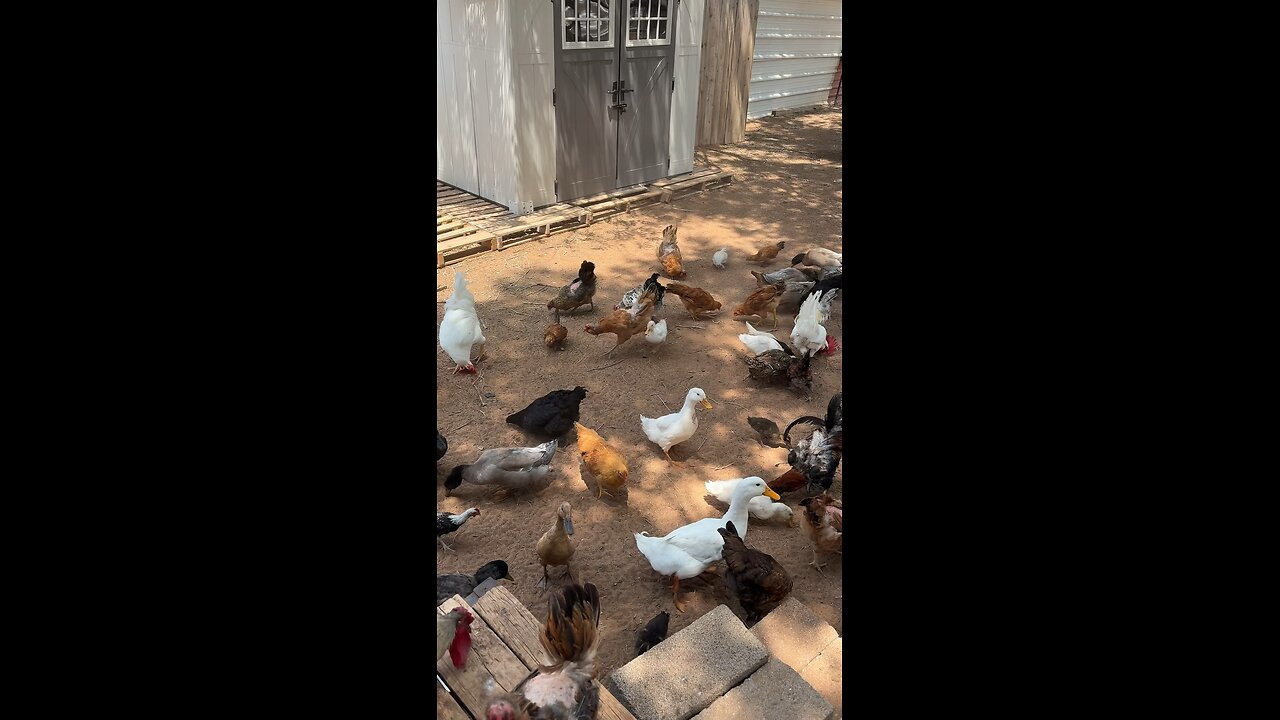 feeding the chickens and ducks