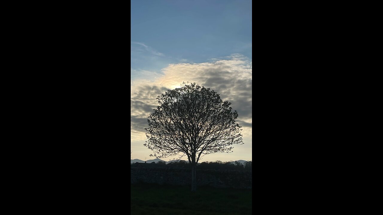 Tree of life