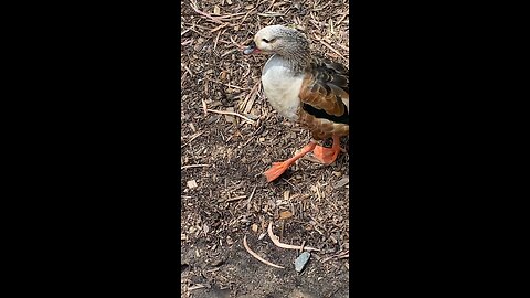 Orinoco Goose #orinocogoose #shorts #followme #trending #viral #goose