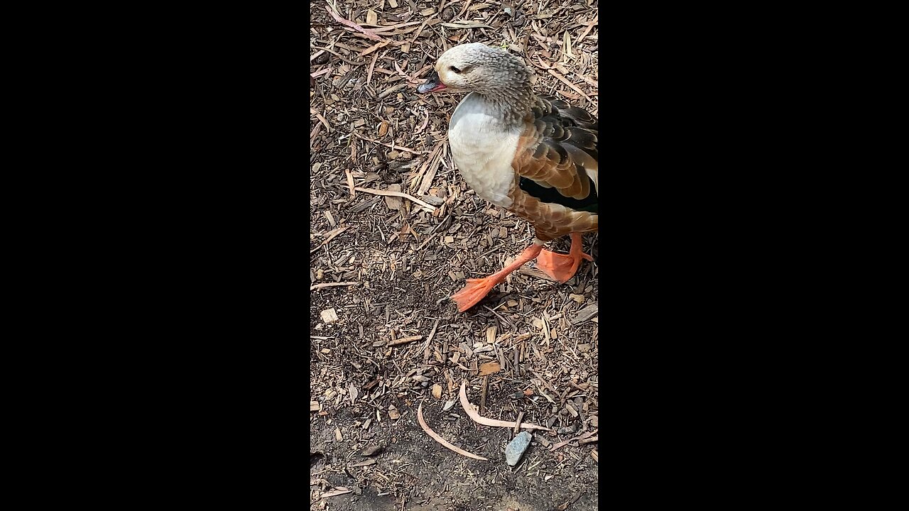 Orinoco Goose #orinocogoose #shorts #followme #trending #viral #goose