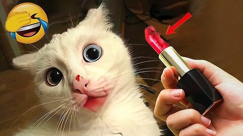 Funniest Animal Videos Ever (Part 20)