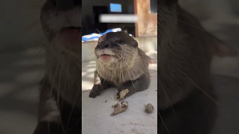 It all started out like a regular kayak walk but the otter got to the man out of nowhere