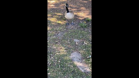 Canada Goose 🪿 #canadagoose #followme #shorts #viral #trending #goose