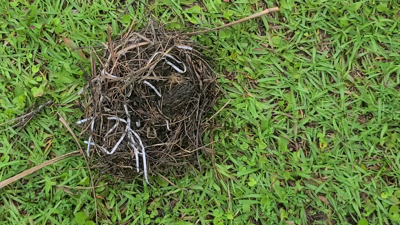 Robin nest !!