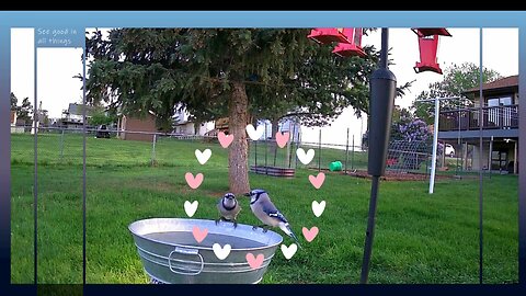 Kissing Blue Jays