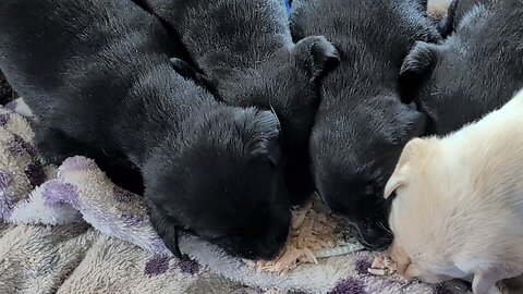 puppies first feeding