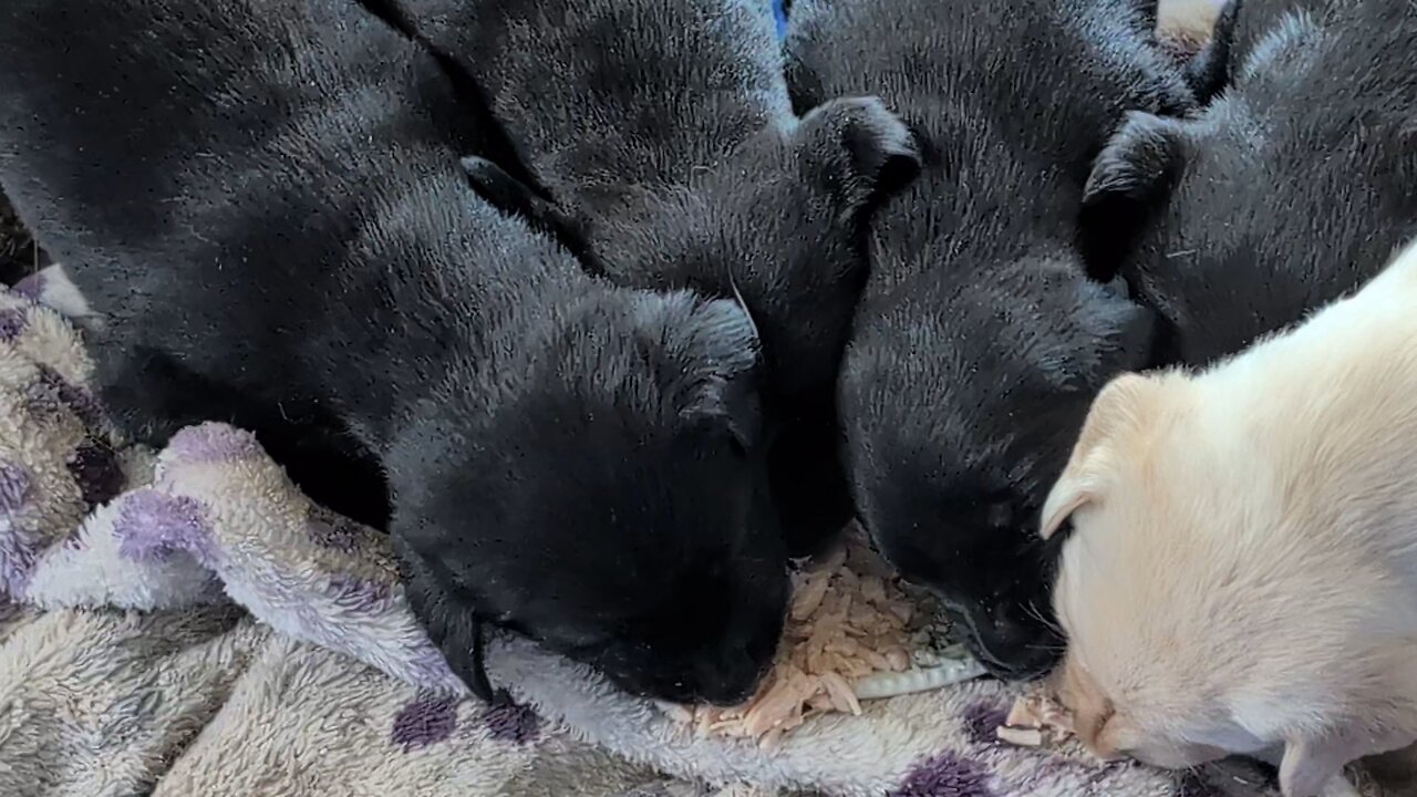 puppies first feeding