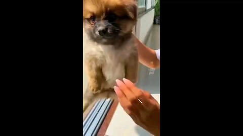 Funny🤣Animals🙈