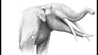 Preflood elephant on FB