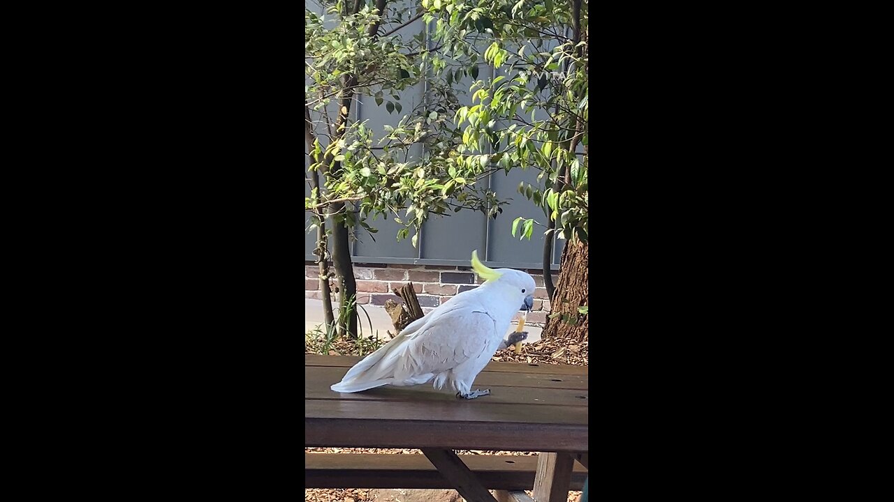 Parrot 🦜