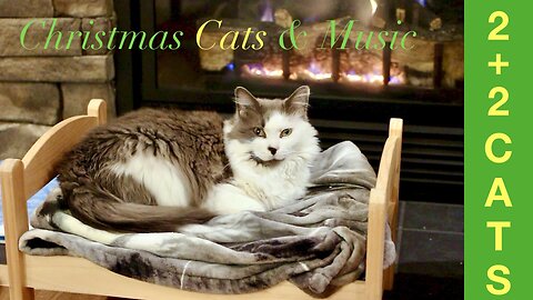 Christmas Cats & Music