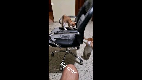 My chair