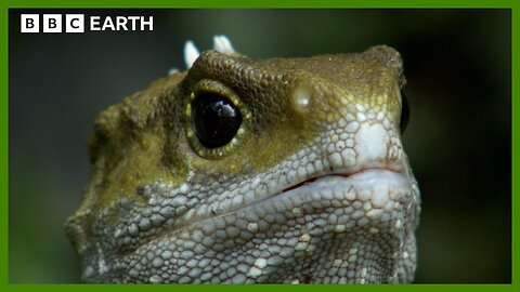 The Reptile Who Walked With Dinosaurs | Narrated by Benedict Cumberbatch | BBC Earth