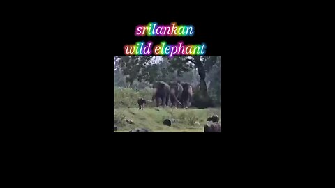 sri lankan wild elephant