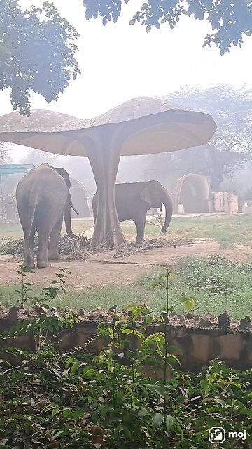 A heartwarming moment of nature’s gentle giant in action! #ElephantLove #WildlifeVibes #Nature
