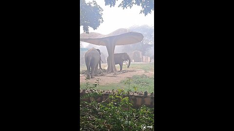 A heartwarming moment of nature’s gentle giant in action! #ElephantLove #WildlifeVibes #Nature