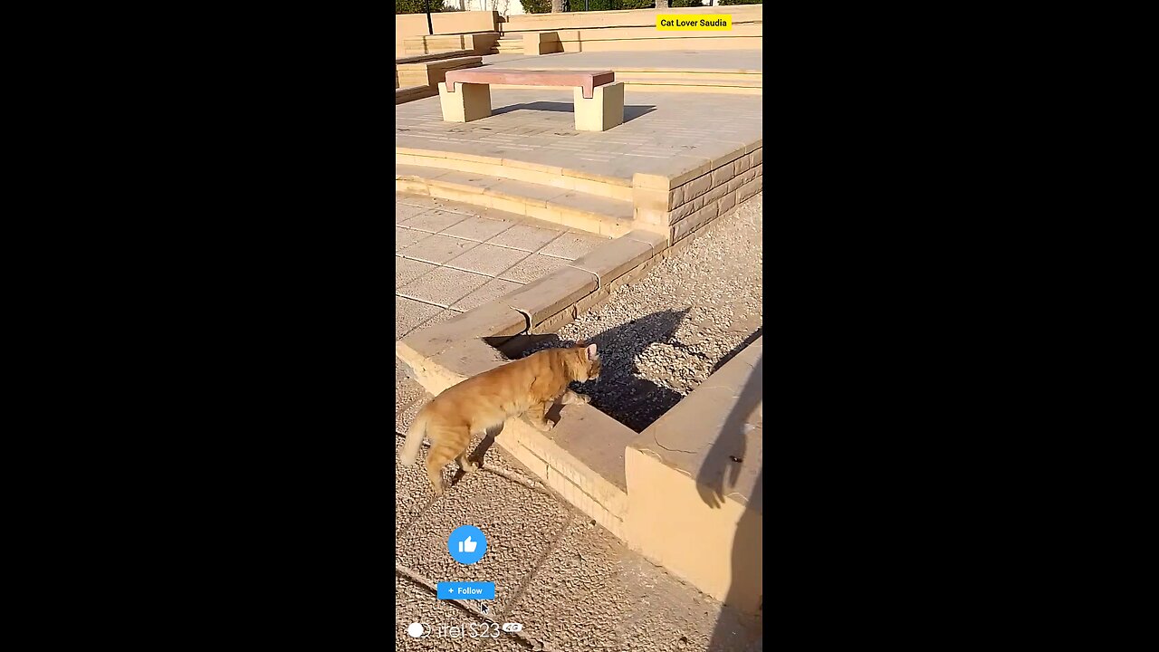 Cat Cute Good video