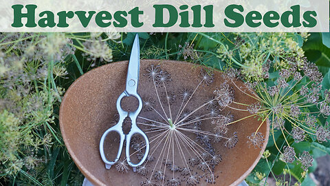 How and When to Harvest Dill Seed