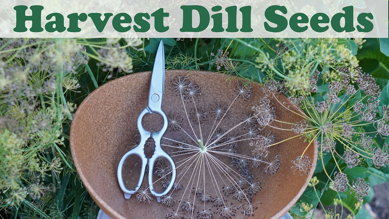 How and When to Harvest Dill Seed