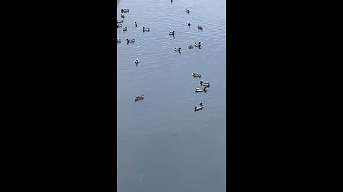 Mallard Ducks 🦆 #mallardducks #ducks #duck #followme #trending #viral #shorts