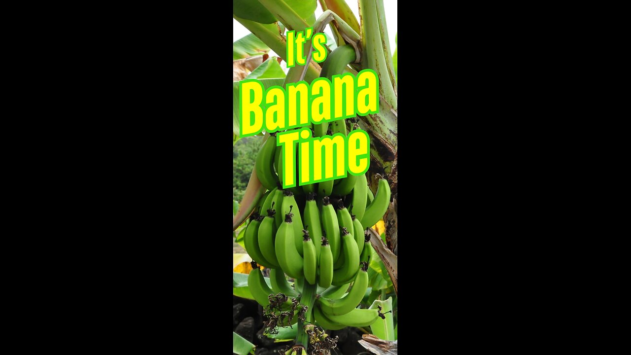 Banana Time