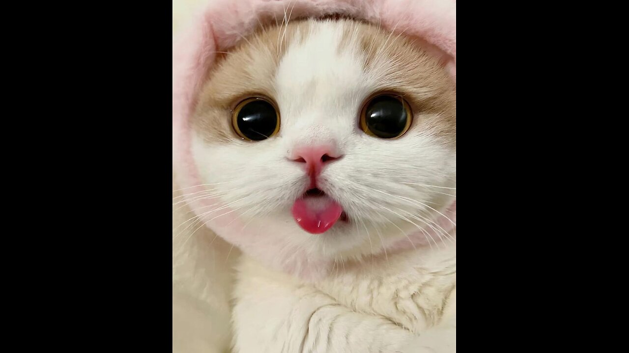 😻😽😀funny cute cat 😻😽😀