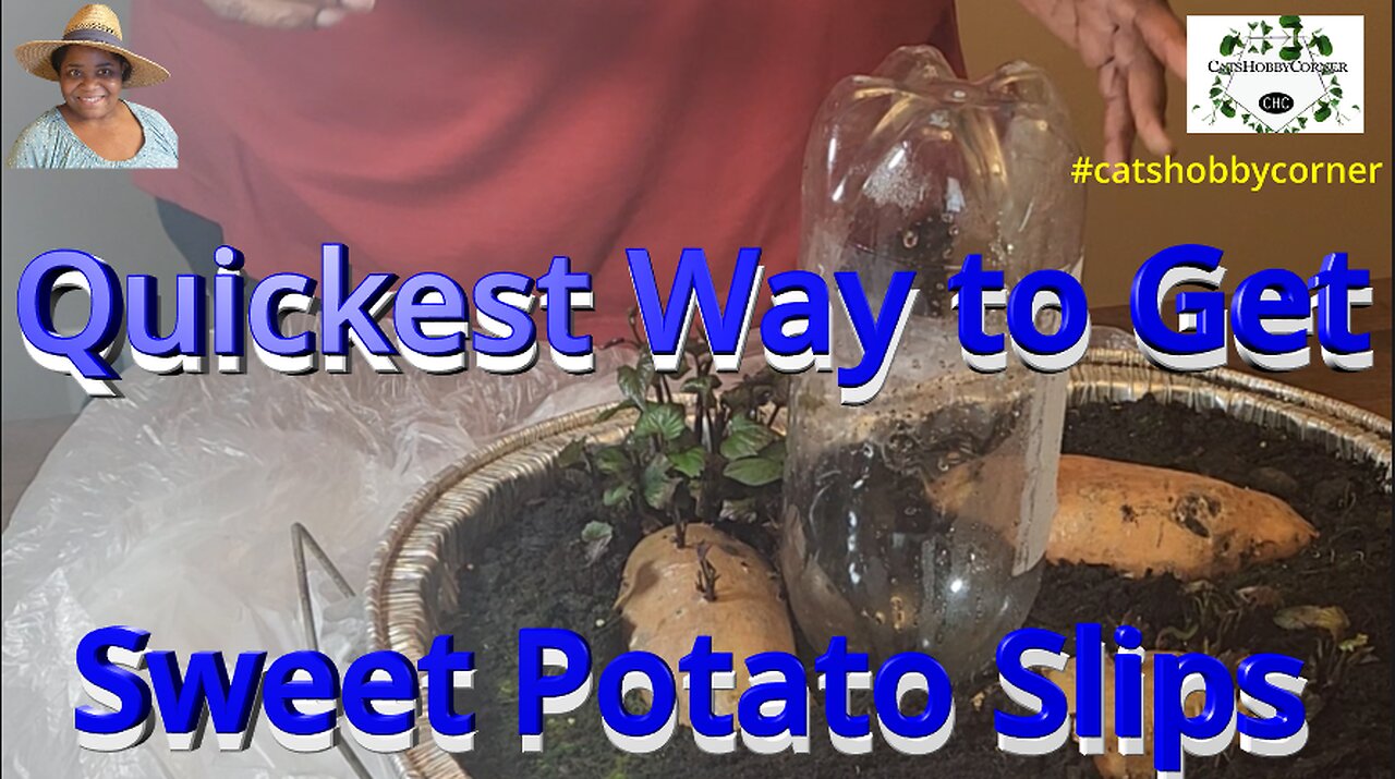 Quickest Way To Get Sweet Potato Slips - #catshobbycorner #sweetpotatovines