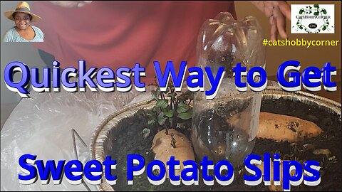 Quickest Way To Get Sweet Potato Slips - #catshobbycorner #sweetpotatovines