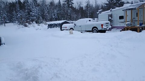 Enjoying our 2nd Christmas on the homestead. 🎄 Ellie enjoying the snow.