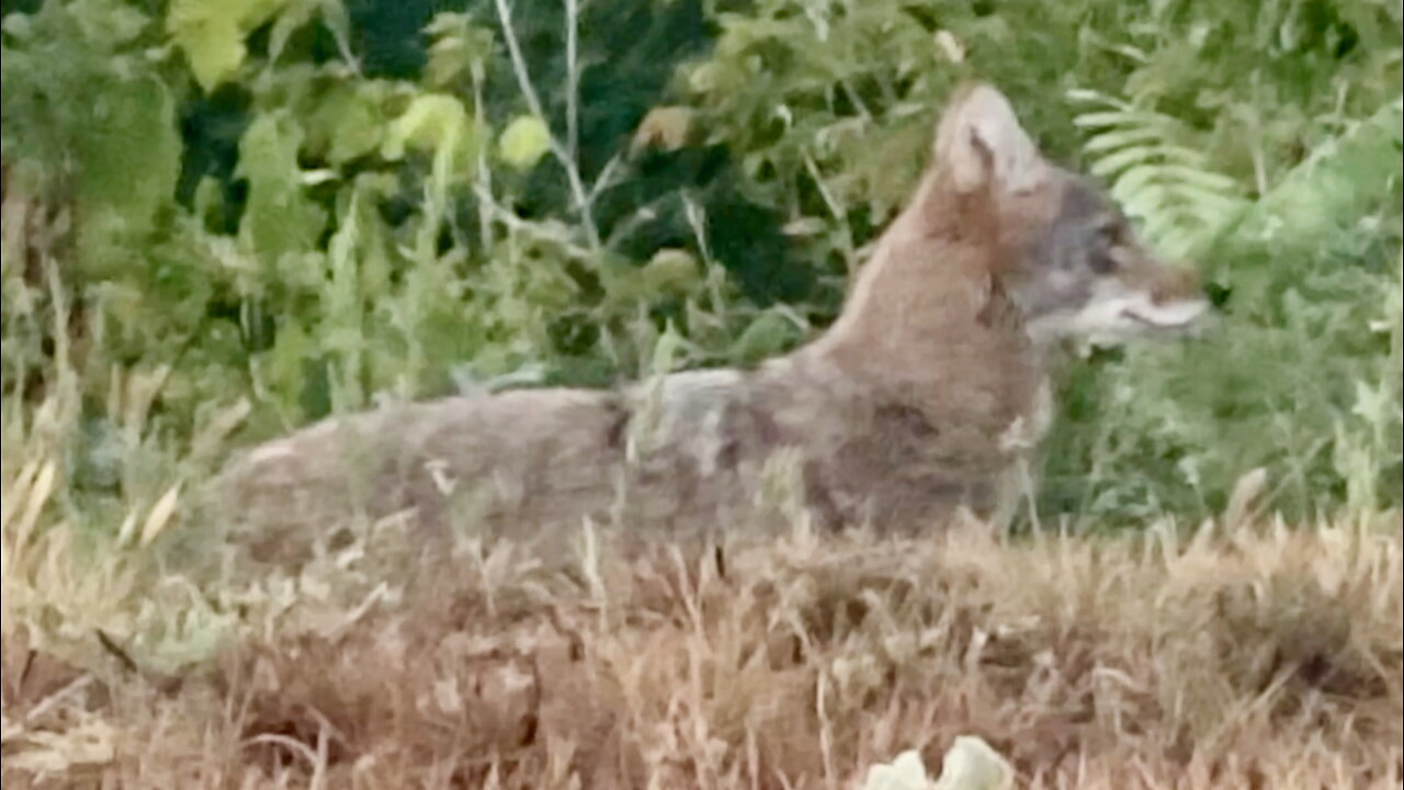 Coyote Surveying the Landscape