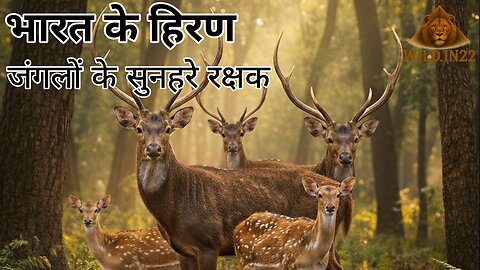 भारत के हिरण – जंगलों के सुनहरे रक्षक | Hindi Documentary | Wildlife Documentary | Fects of Deer🦌