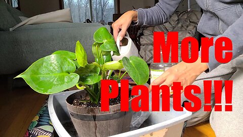 More Fall Plants - Last Order! I promise...