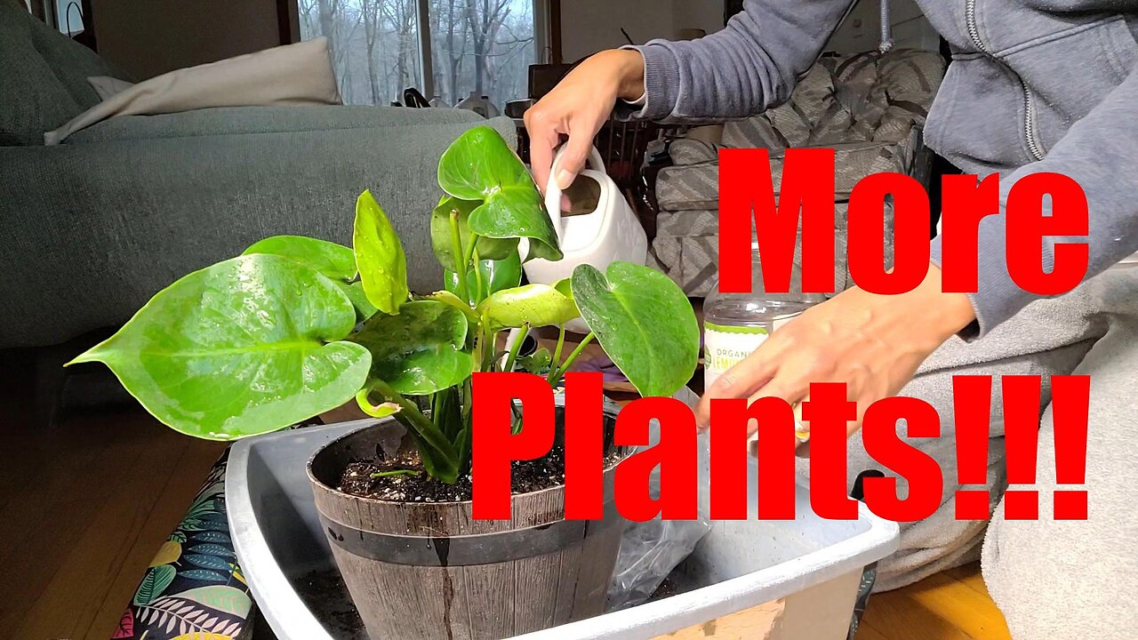 More Fall Plants - Last Order! I promise...