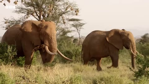 ‎Determined Elephant Protects His Mate | Nature s Great Migrations | BBC Earth ‎