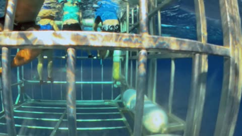 Small Shark Enters Diver Cage