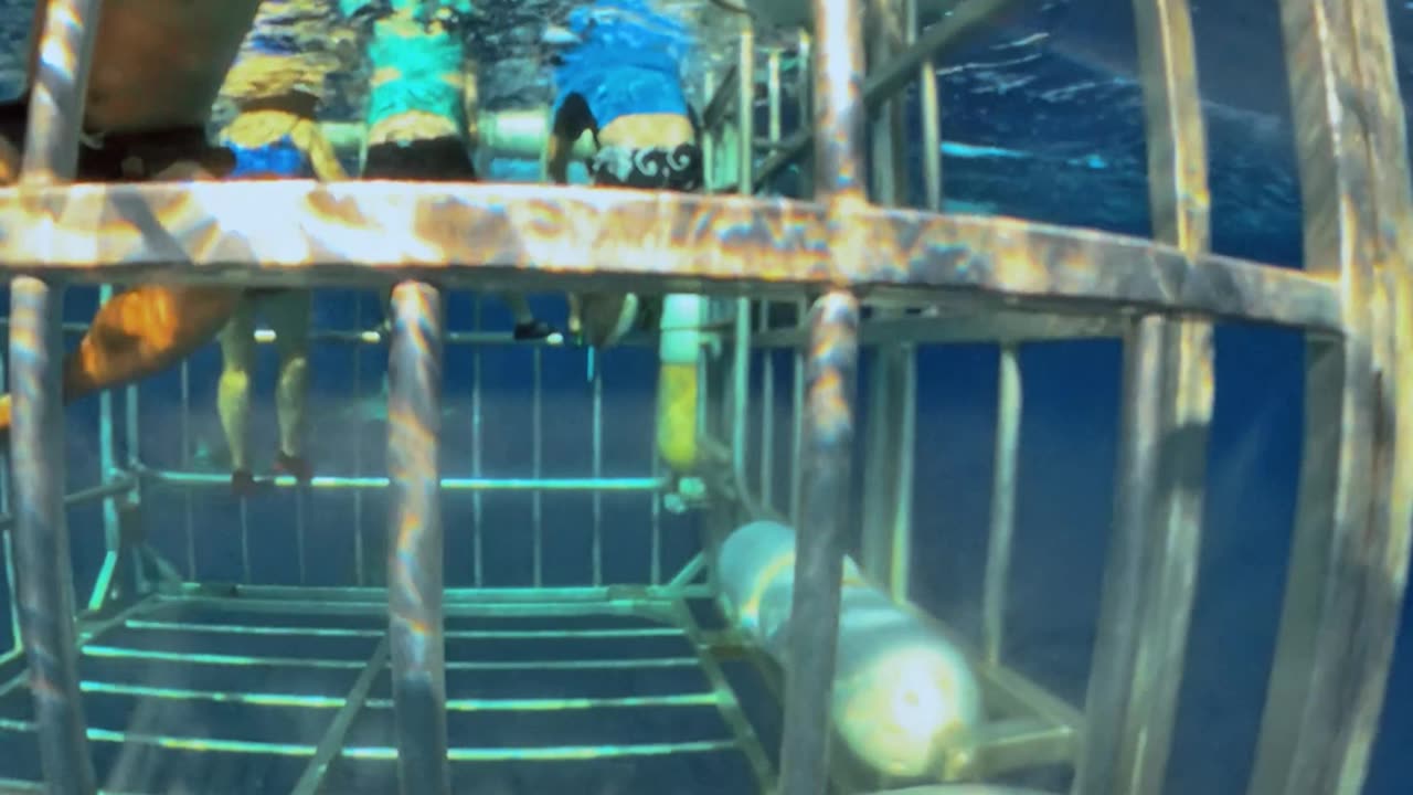 Small Shark Enters Diver Cage