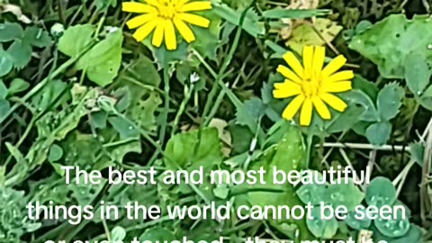 The best and most beautiful things in the world cannot be seen or even touched