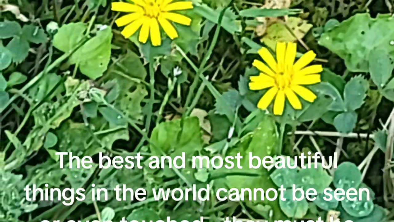 The best and most beautiful things in the world cannot be seen or even touched