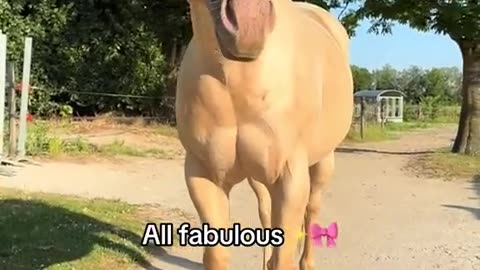 🐴💃 Glittery Horse Hooves! | FunFM
