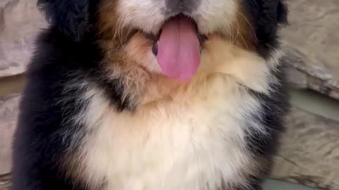 This Fluffy Little Dog Will Melt Your Heart! 🐶💖