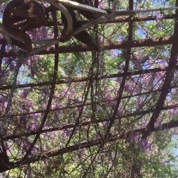 Purple flower in the sky,