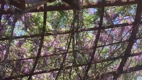 Purple flower in the sky,