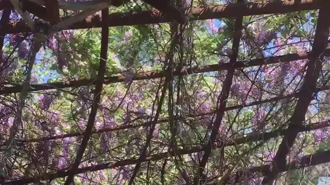 Purple flower in the sky,