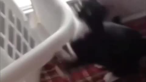 Don’t Watch This If You Hate Laughing 🐶🐱