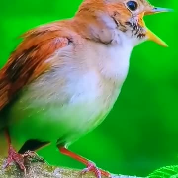 "Discover Costa Rica in Breathtaking 8K HDR! 🌍🇨🇷 | Unleash Ultimate Scenic Beauty in #Dolby #8KHDR